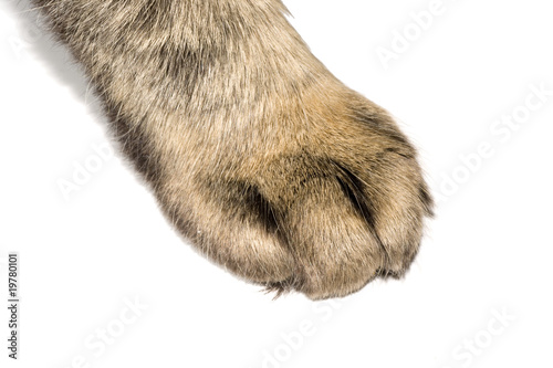 patte de chat sur fond blanc