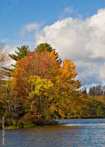 Autumn Tree in Catskill Mountain