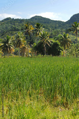 Wallpaper Mural Tropical landscape of Dominican Republic Torontodigital.ca