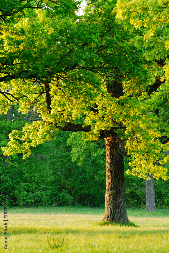 Naklejka premium The first rays of the sun on a spring morning at the Oaks