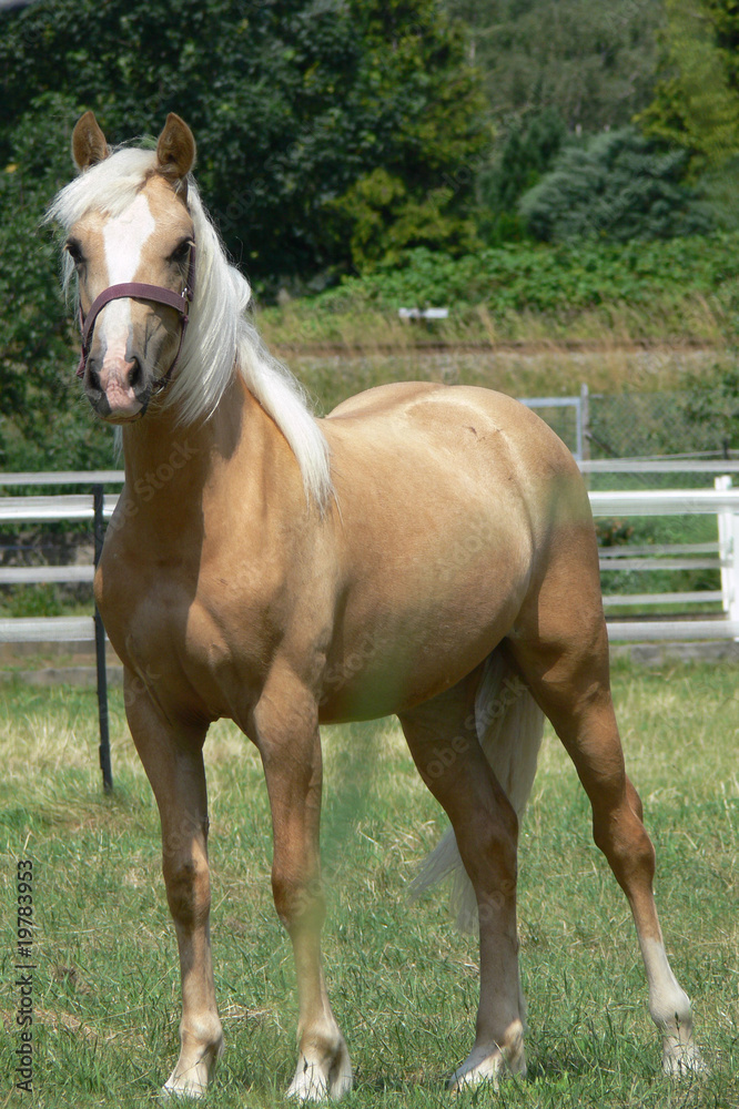Palomino StockFoto Adobe Stock