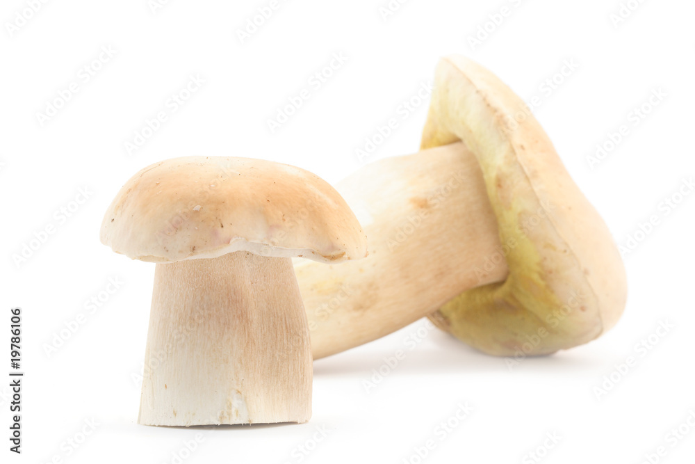 Edible boletus mushrooms Edible boletus mushrooms