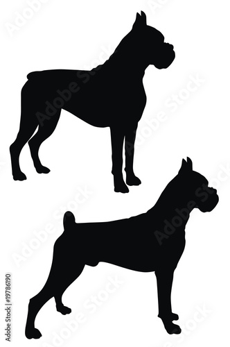 Boxer