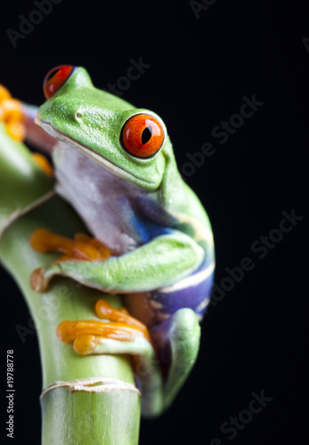 Green frog