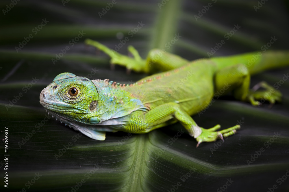 Iguana Iguana