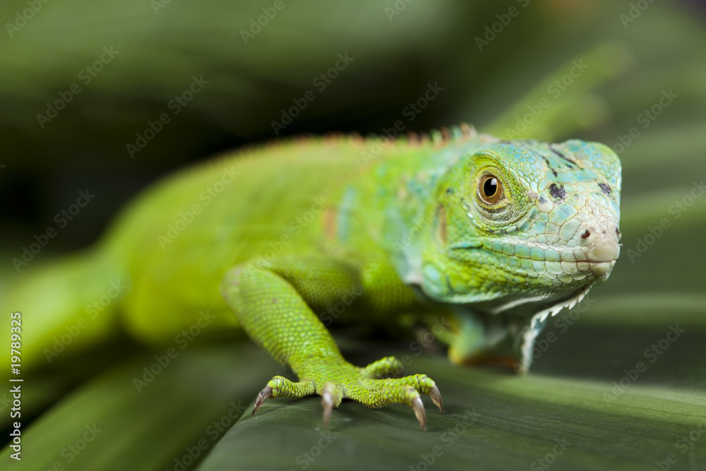 Obraz premium Iguana in the wild