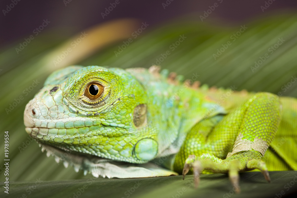 Fototapeta premium Gecko