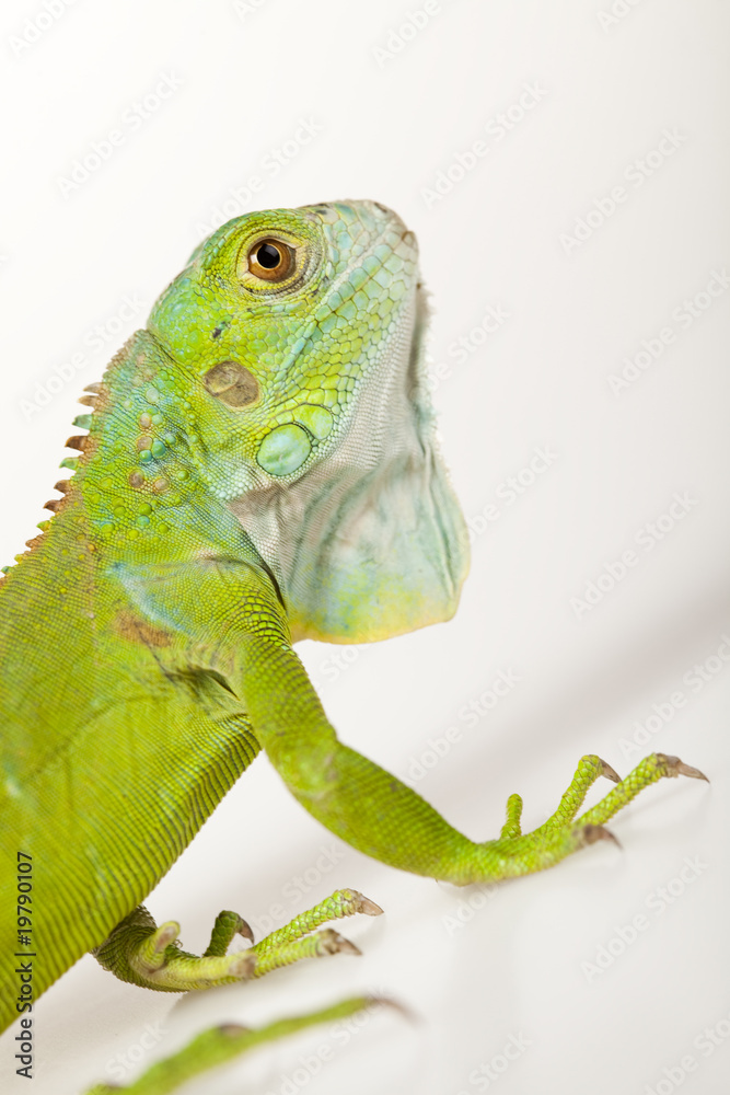 Fototapeta premium Dragon