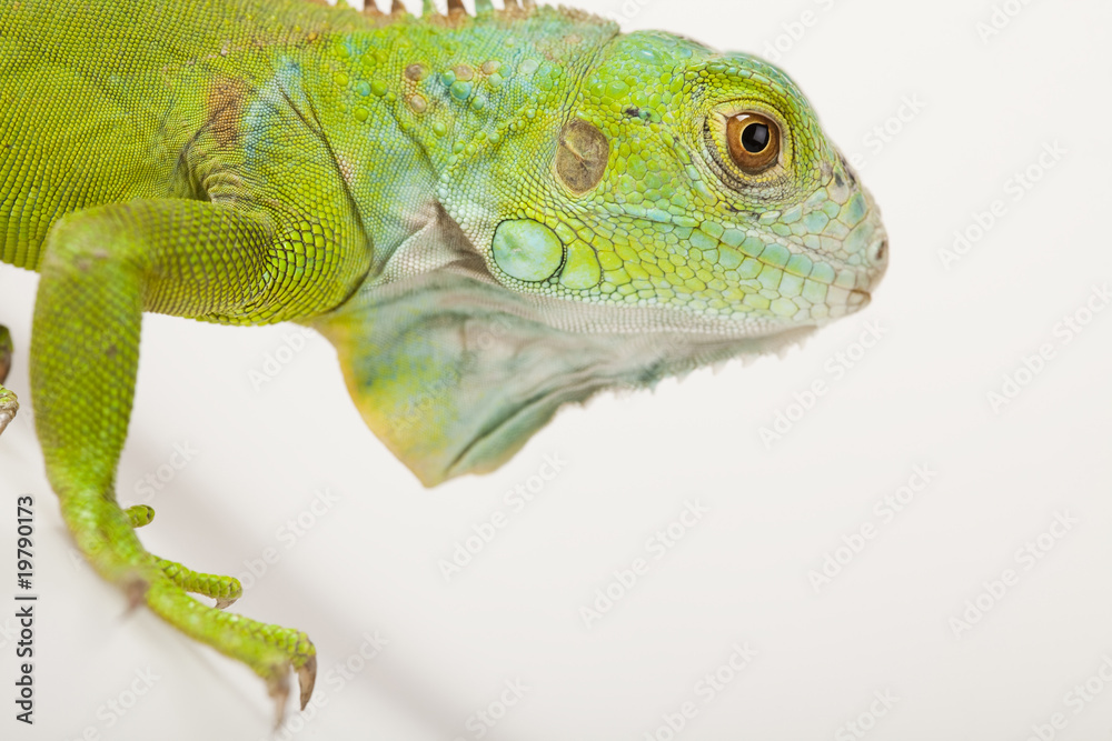 Fototapeta premium Dragon