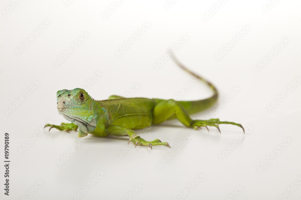 Obraz premium Dragon