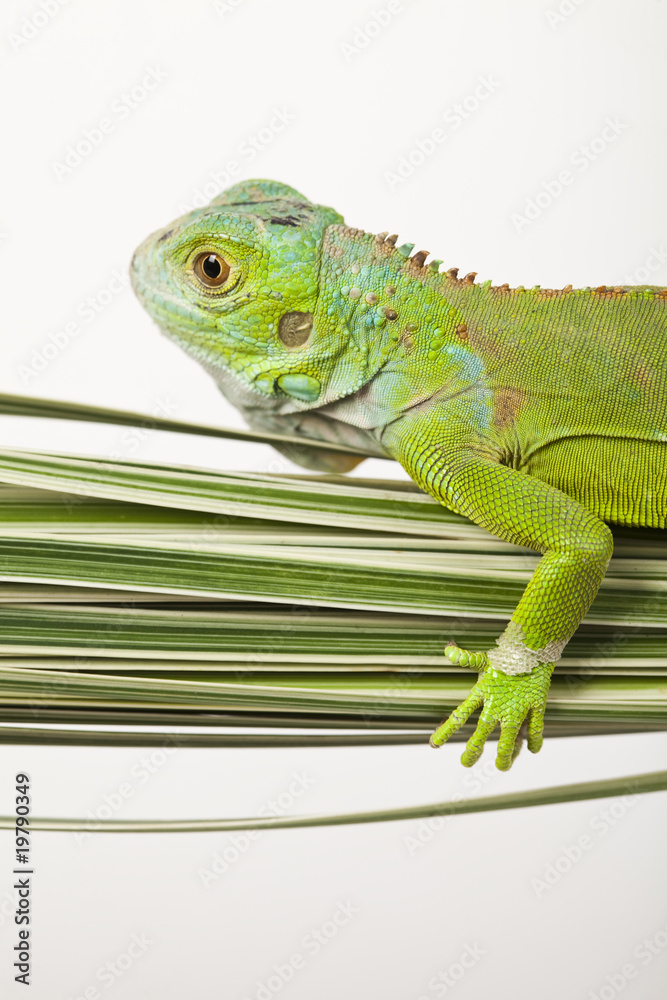 Fototapeta premium Lizard - iguana