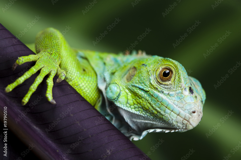 Fototapeta premium Obraz iguany - małego smoka, jaszczurki