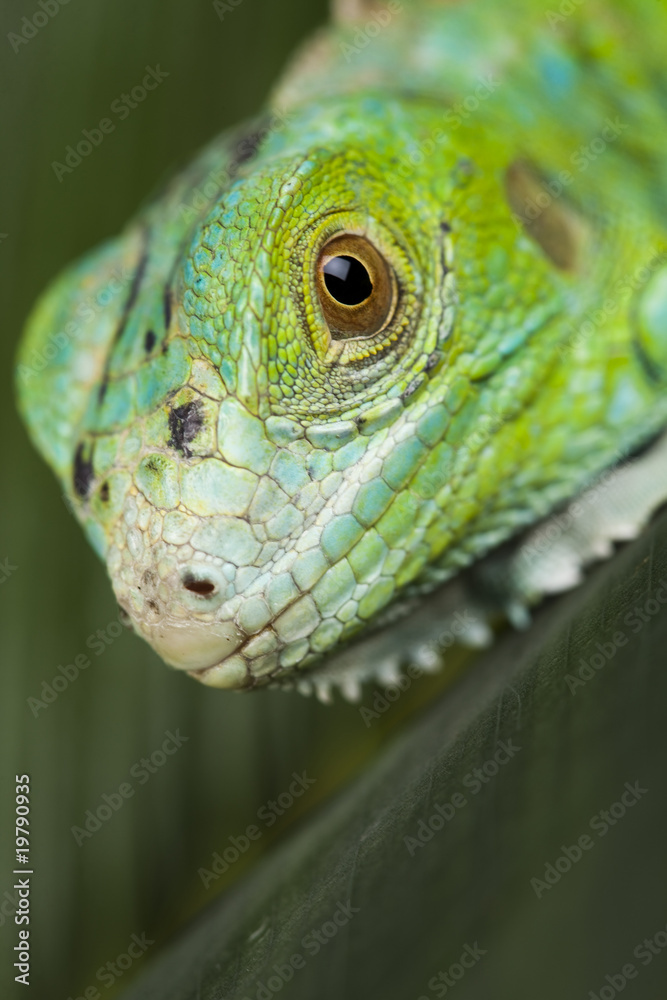 Fototapeta premium Iguana in the wild
