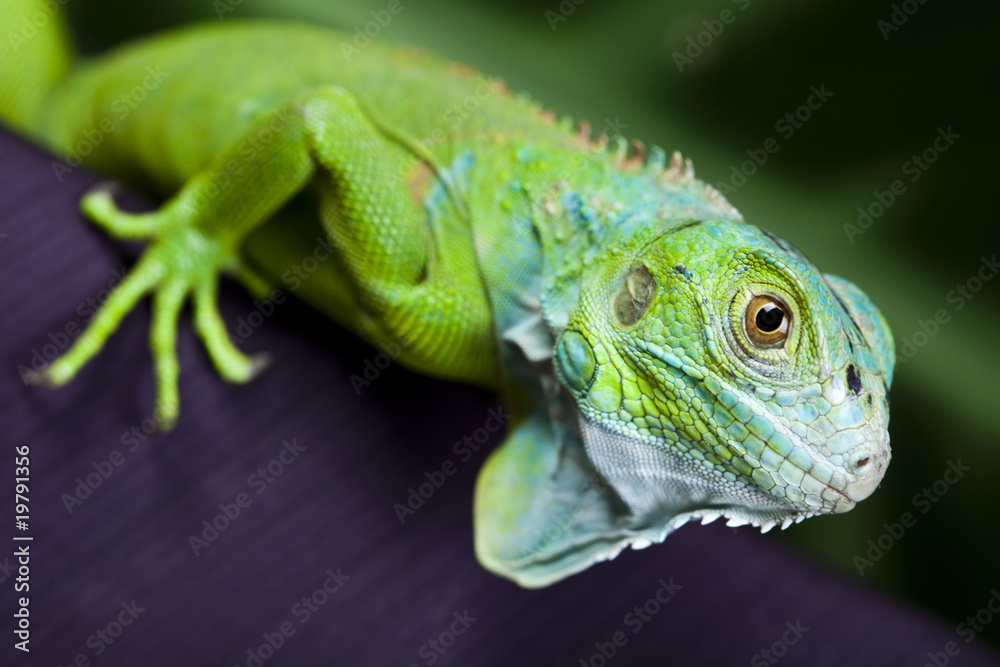 Bearded Dragon Bearded Dragon