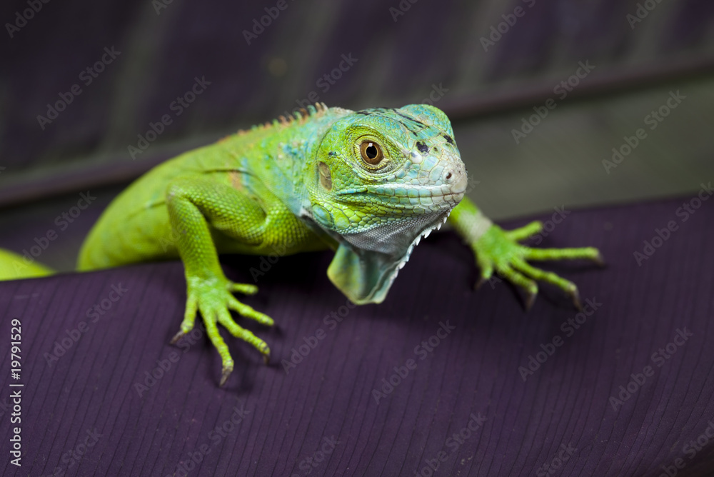 Naklejka premium close-up on a iguana