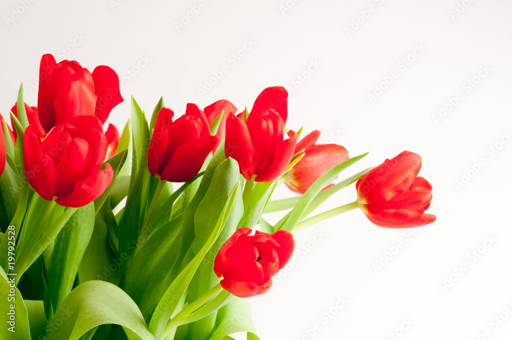 Rote Tulpen Rote Tulpen