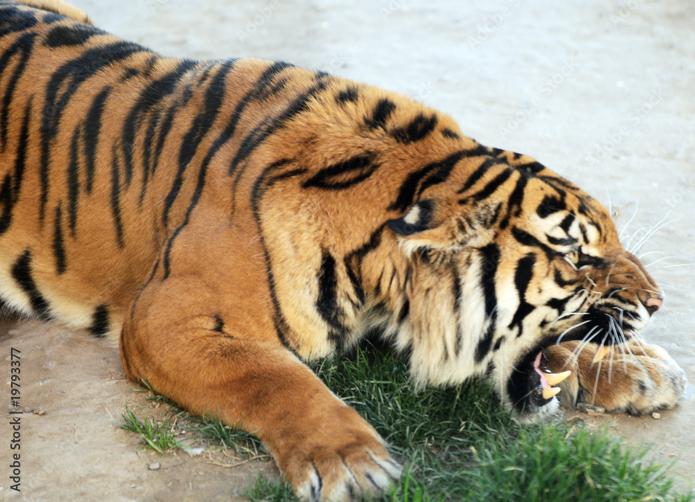 Naklejka premium Tieger