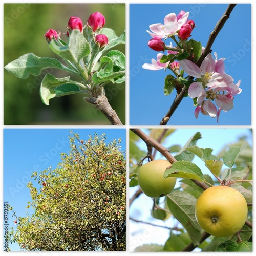 Du bouton de fleur à la pomme