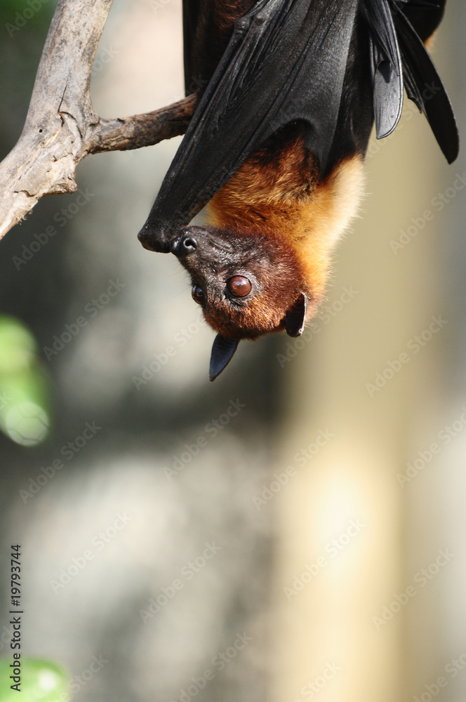 Flughund StockFoto Adobe Stock