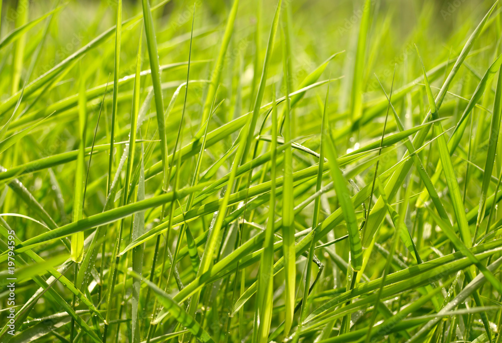 Green grass background