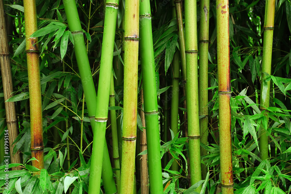 Fototapeta premium Bamboo forest