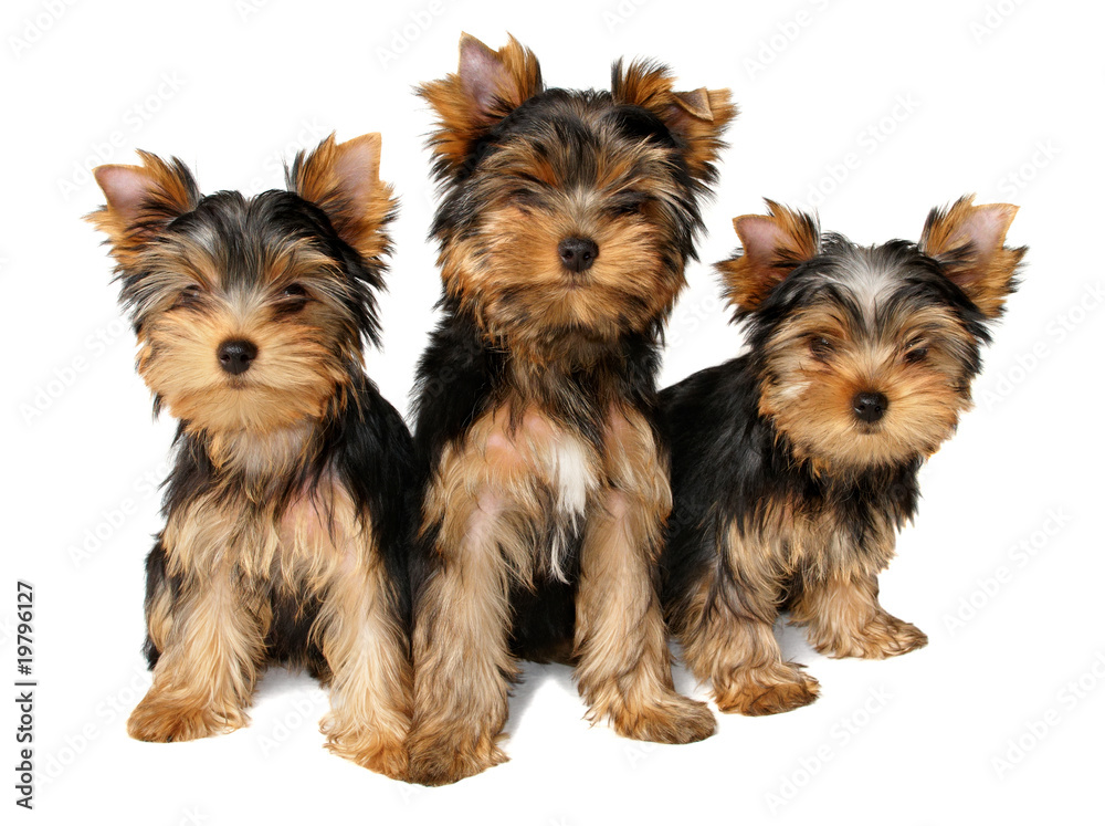 Three yorkshire puppies
