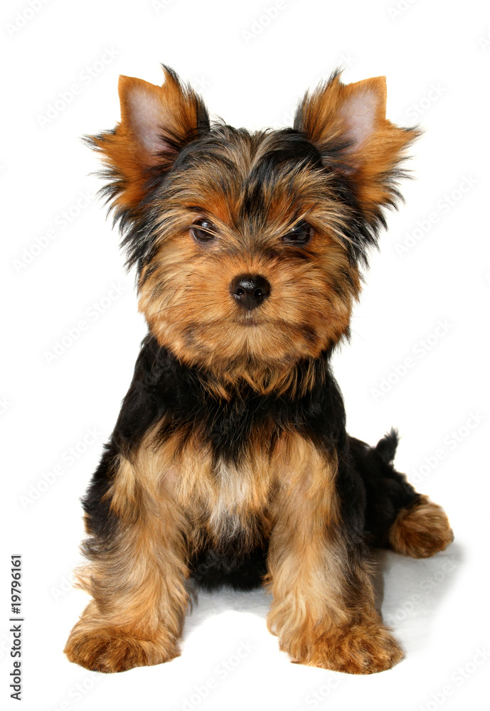 Puppy of the Yorkshire Terrier isolated on the white background Puppy of the Yorkshire Terrier isolated on the white background