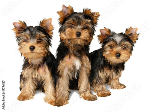 Fototapeta Naklejka Na Ścianę i Meble -  Three yorkshire puppies