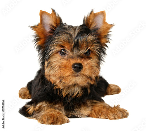 Puppy of the Yorkshire Terrier isolated on the white background