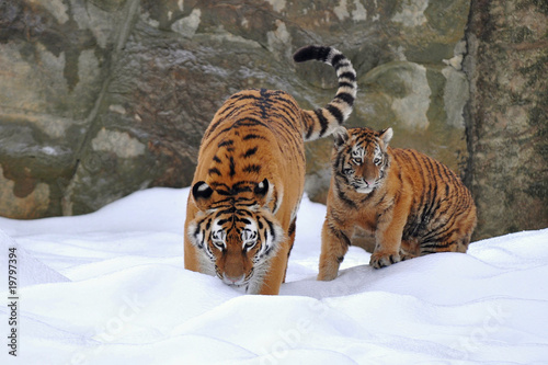 amur tiger with its young one