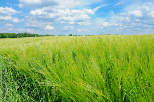 Getreidefeld im Sommer, Gerste, Landschaft photo