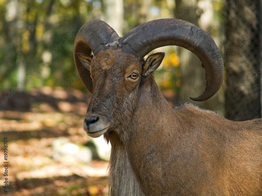 Fototapeta premium Barbary Sheep Portrait