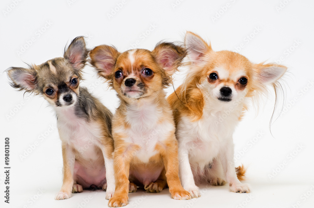 Three dogs of breed chihuahua on a neutral background