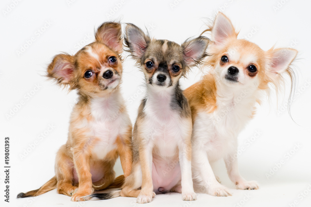 Three dogs of breed chihuahua on a neutral background