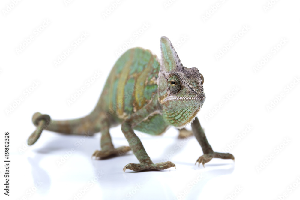 Obraz premium Lizard