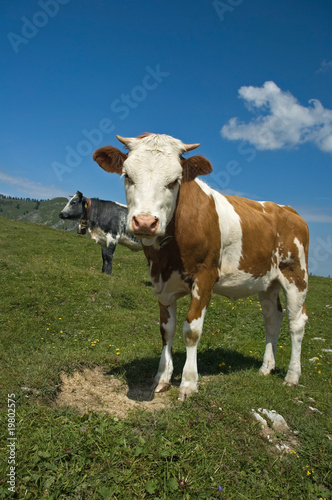 Kalb auf der Alm