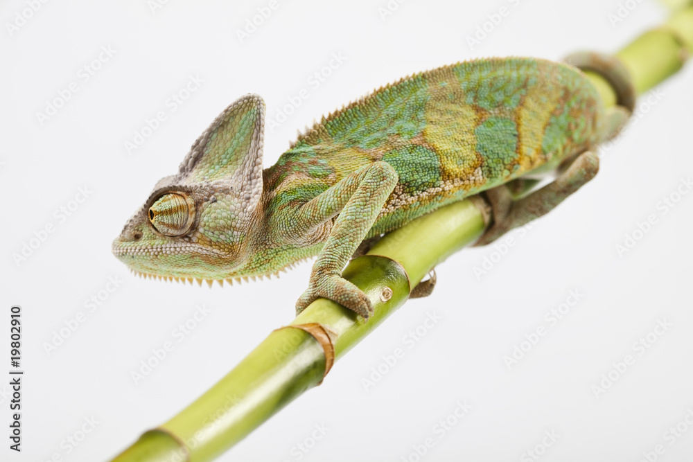 Obraz premium Chameleon isolated over white background