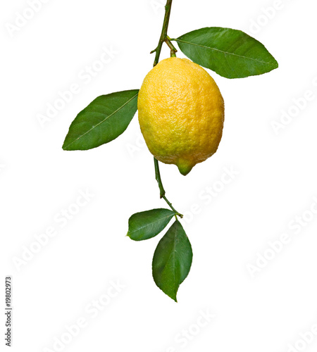 Lemon on branch