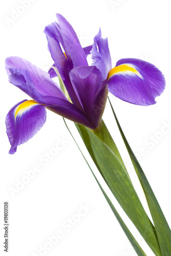 yellow iris on isolated