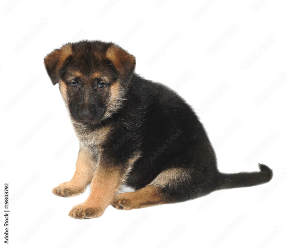 Fototapeta premium cucciolo pastore tedesco