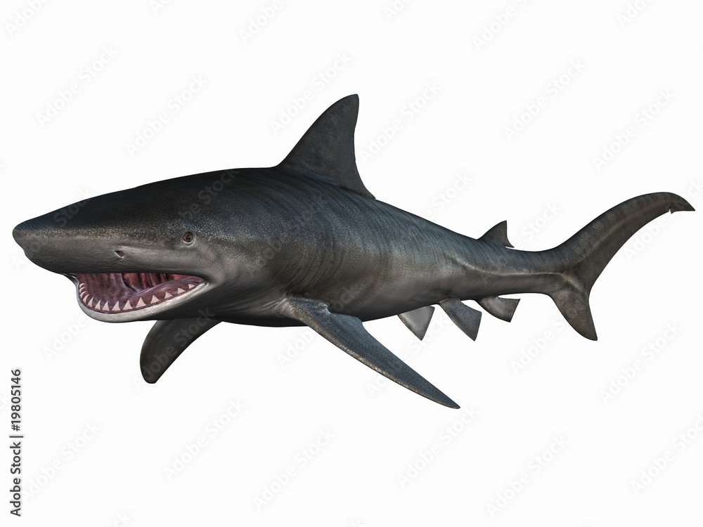 Fototapeta premium Tigerhai