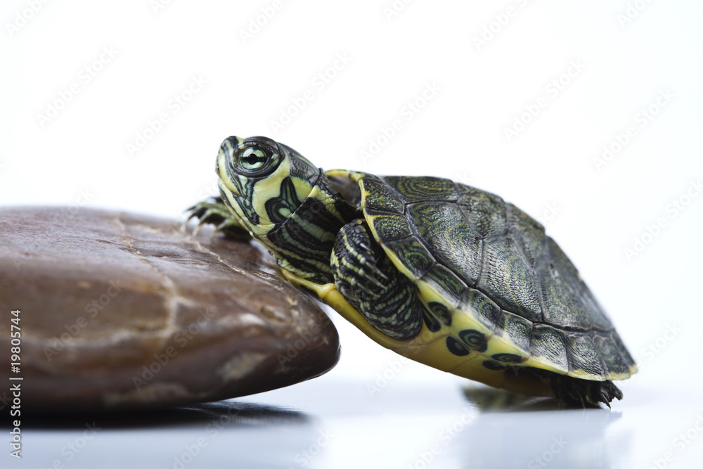 Obraz premium Slow turtle