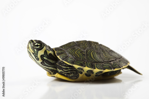 Carapace as a shield of turtle