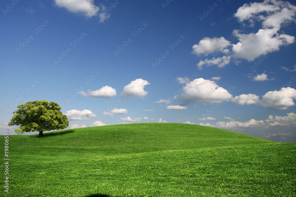 Obraz premium Baum und Himmel