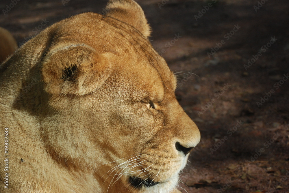 Fototapeta premium la lionne