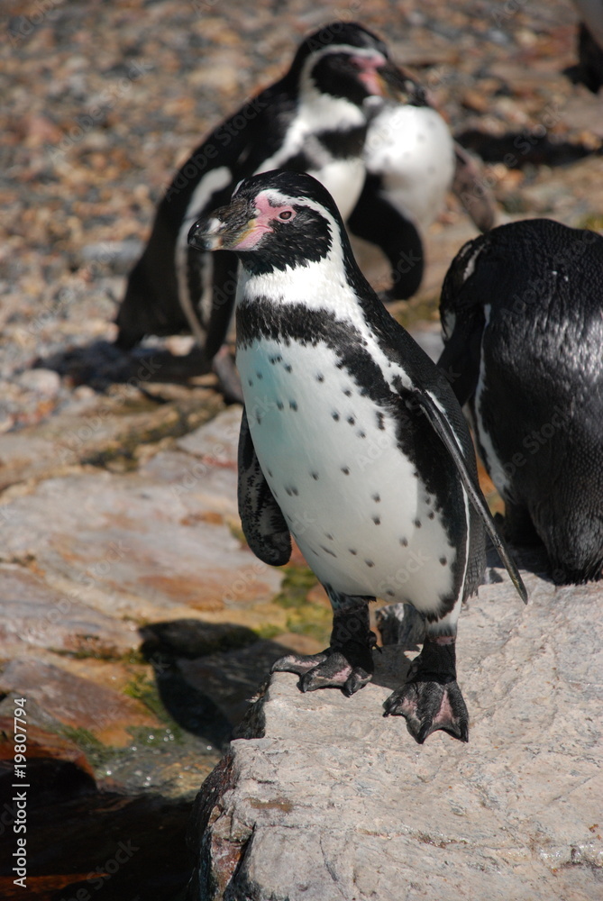 Naklejka premium Curiosité