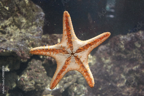 Orange starfish on glass © IoannisS