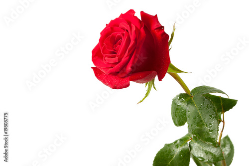 Fototapeta Naklejka Na Ścianę i Meble -  red rose isolated