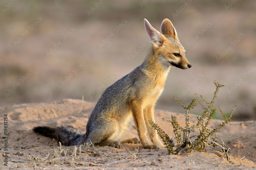 Cape fox (Vulpes chama), Kalahari desert, South Africa