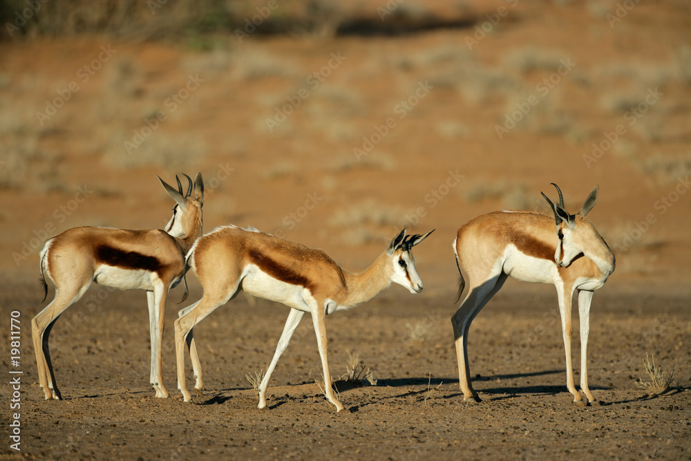 Springbok antelopes, Kalahari desert, South Africa Springbok antelopes, Kalahari desert, South Africa